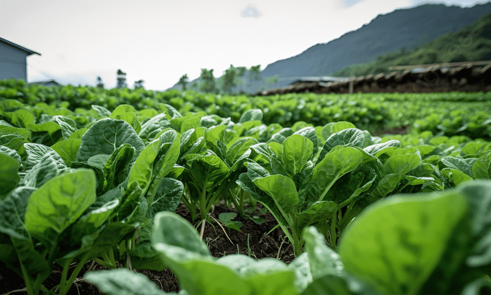 Sayur Bayam Untuk Kesehatan